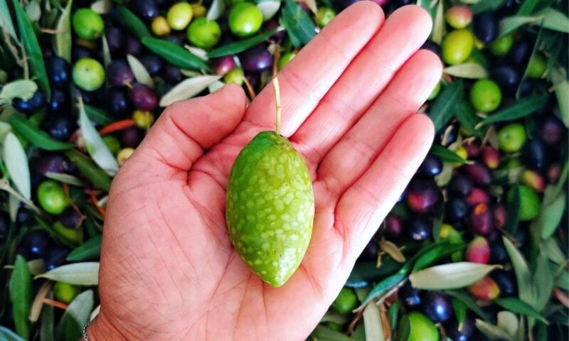 Ta Mena Olives Ta Mena Olives