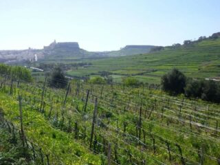 Ta Mena vineyards Ta Mena vineyards