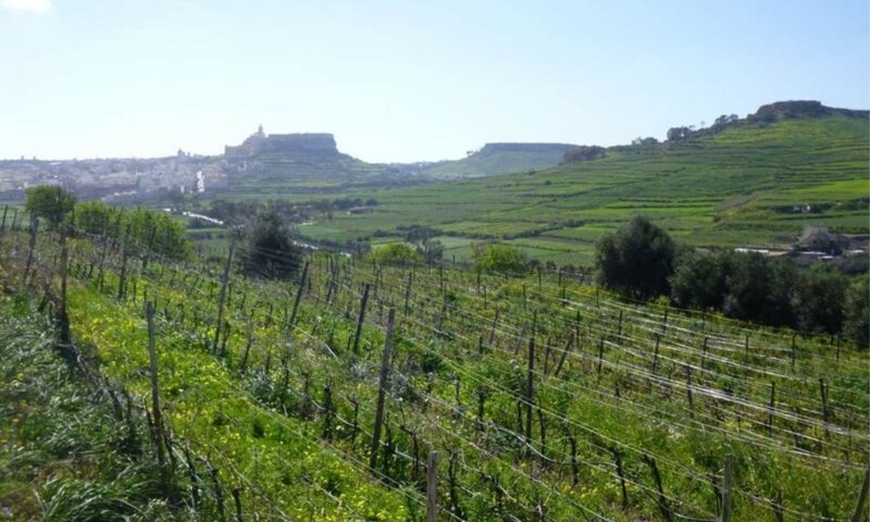 Ta Mena vineyards Ta Mena vineyards