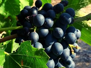 Ta Mena grapes Ta Mena grapes