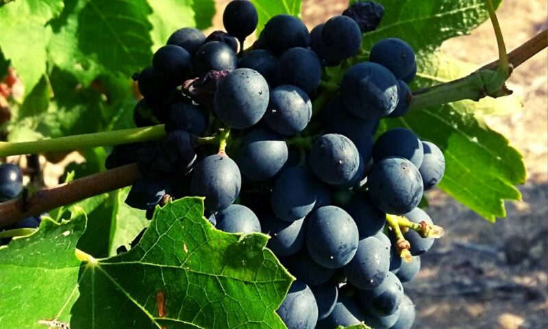 Ta Mena grapes Ta Mena grapes