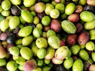 Ta Mena Estate Olives Ta Mena Estate Olives