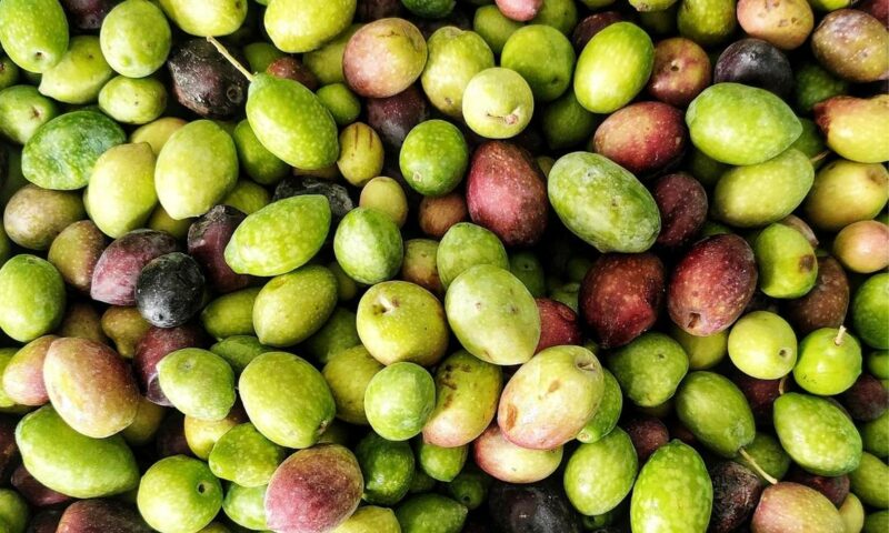 Ta Mena Estate Olives Ta Mena Estate Olives