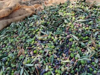 Ta Mena Olives Ta Mena Olives