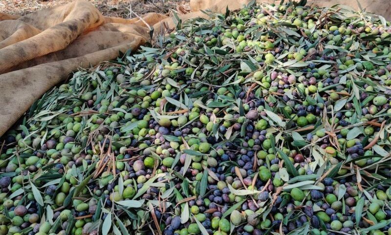 Ta Mena Olives Ta Mena Olives