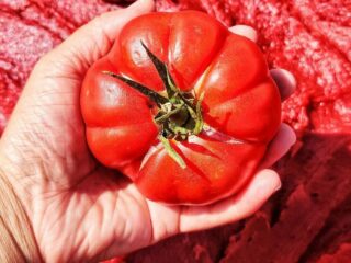 Ta Mena Fruit Ta Mena Fruit