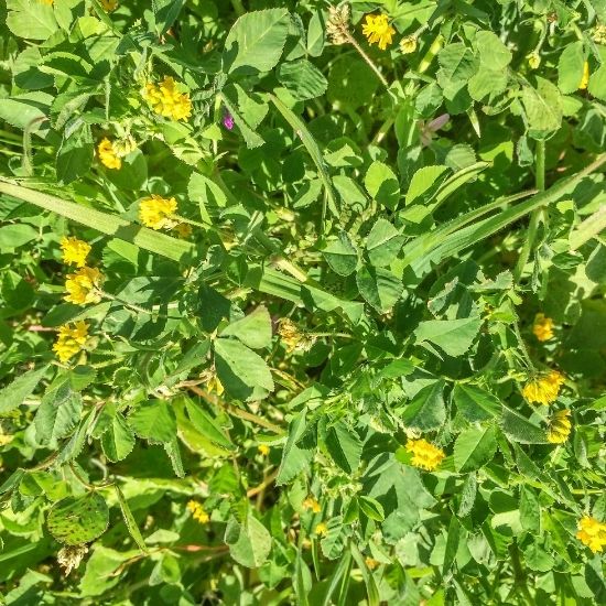 foraging gozo