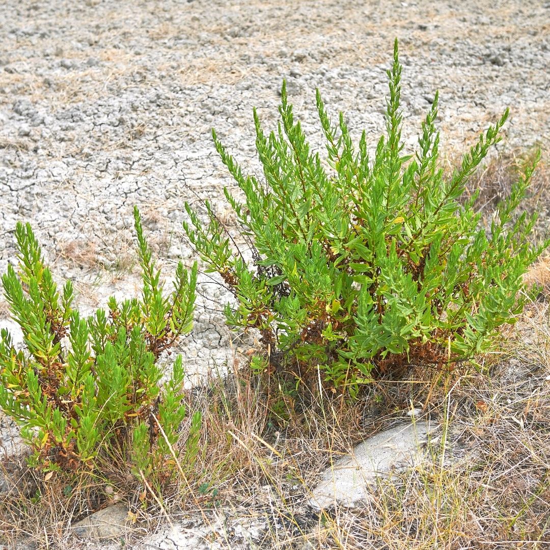 Foraging Gozo False Yellowhead