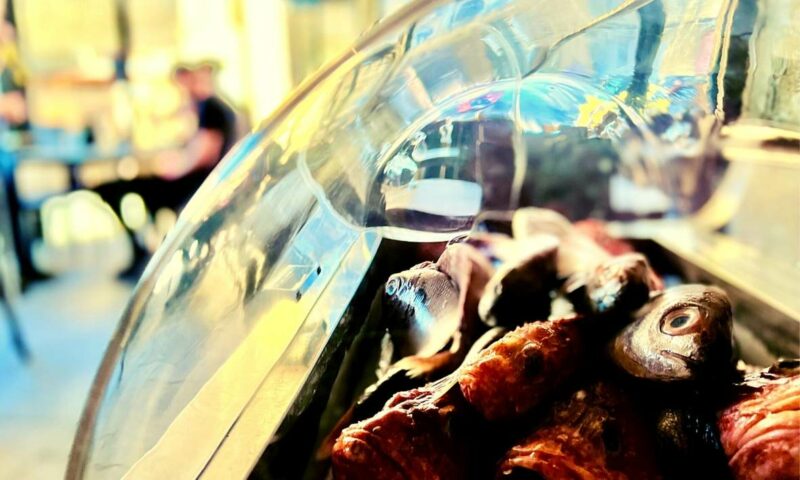 Ta Tona Restaurant, Gozo Ta Tona Restaurant, Gozo