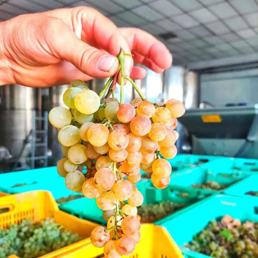 Wine Tour Ta Mena Experience