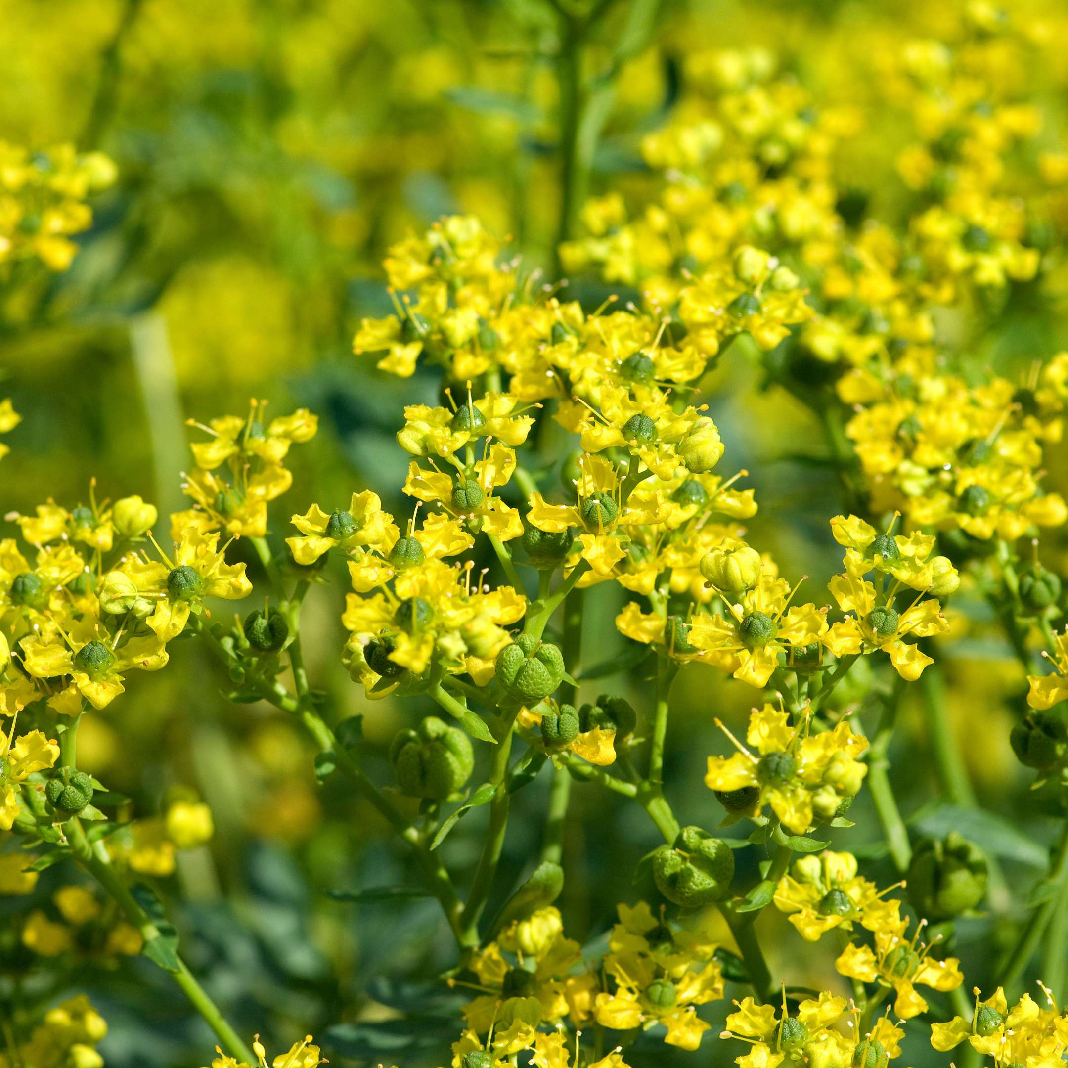 Foraging Gozo. Egyptian Rue
