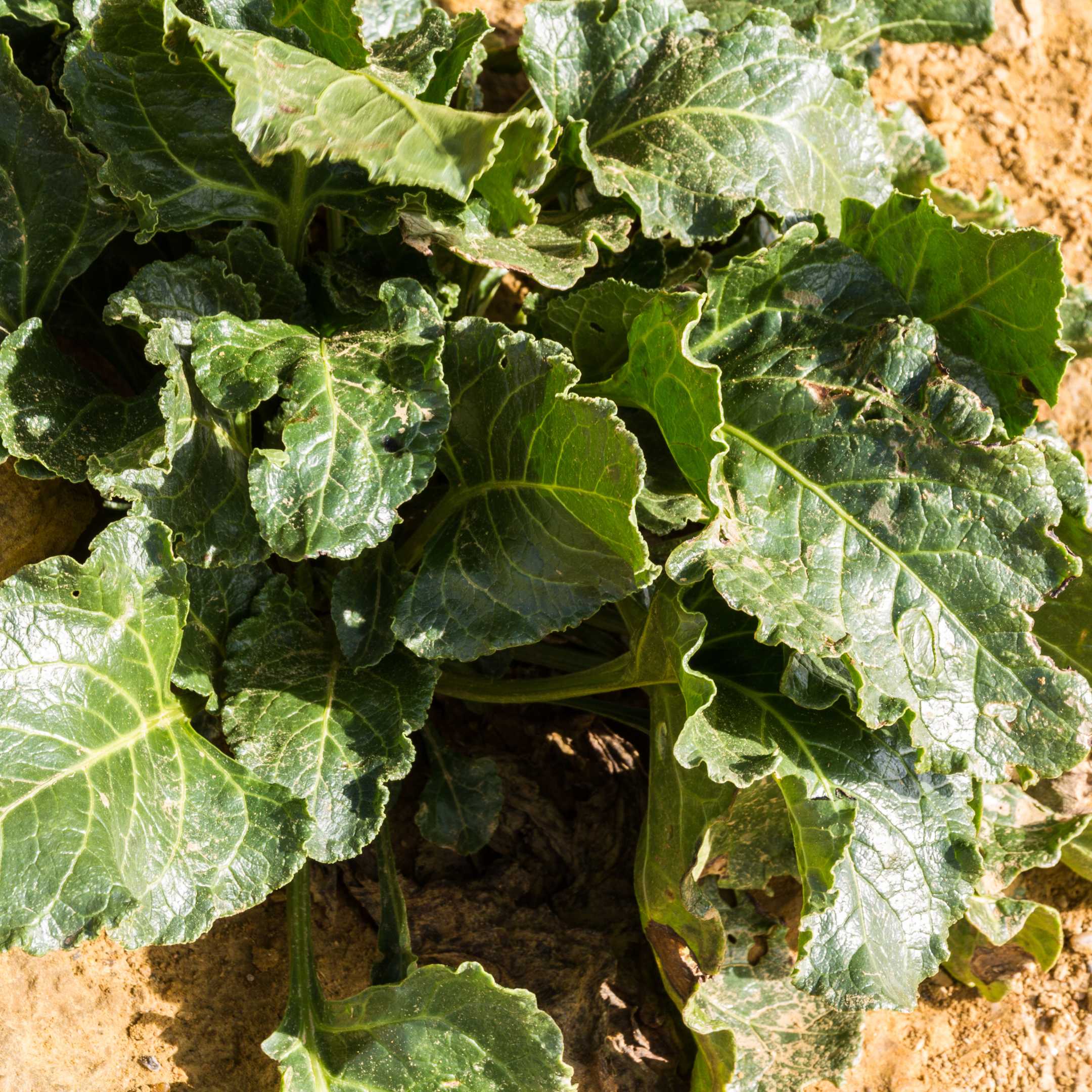 Foraging Gozo Sea-Beet