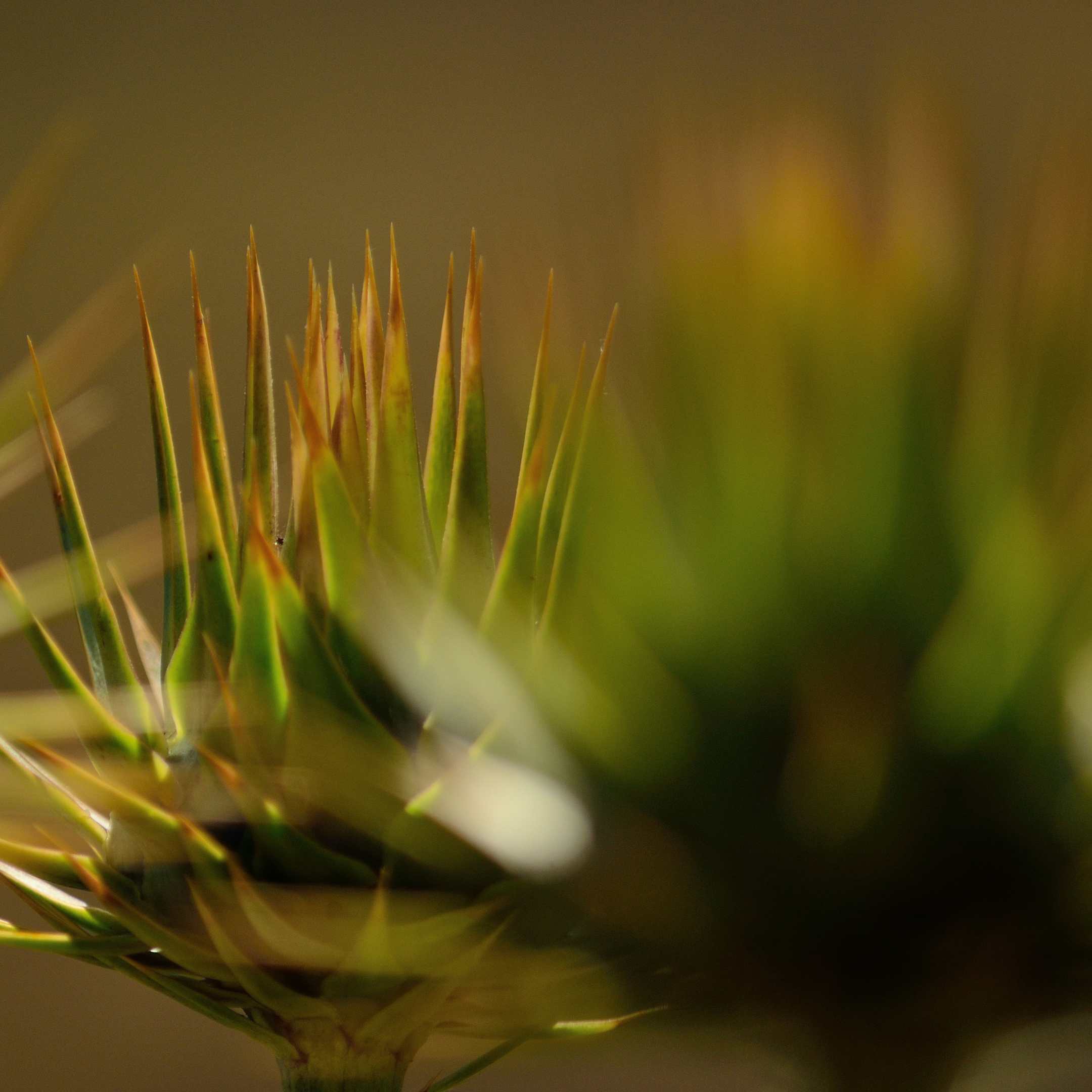 Foraging Gozo Wild-Artichoke