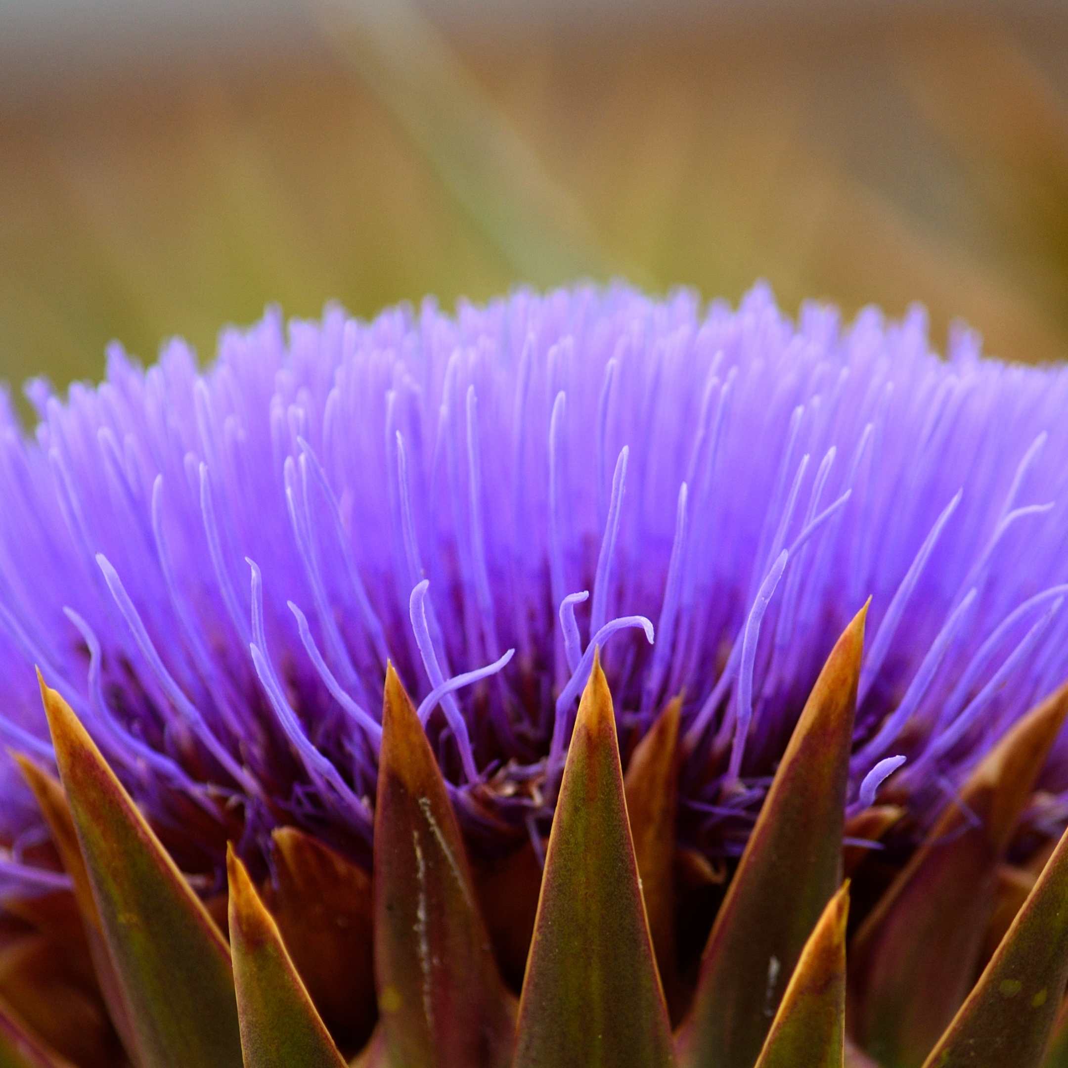 Foraging Gozo Wild-Artichoke