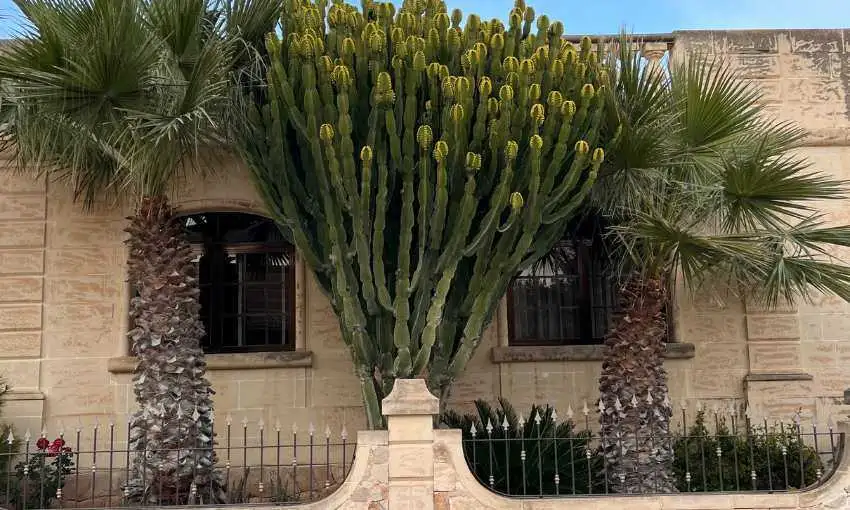 A traditional limestone house in Qala featuring a large, striking cactus and palm trees in the front garden behind a metal fence.