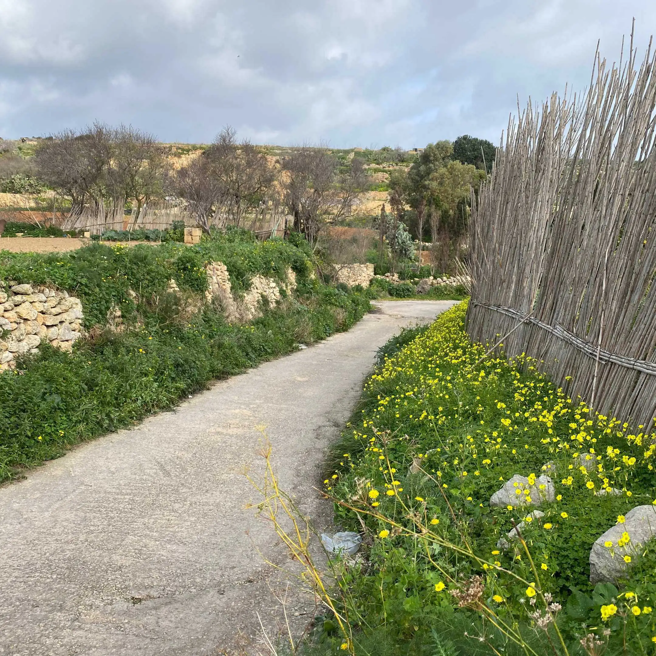 nadur 11