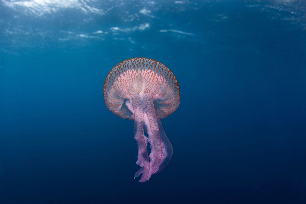 Pelagia noctiluca