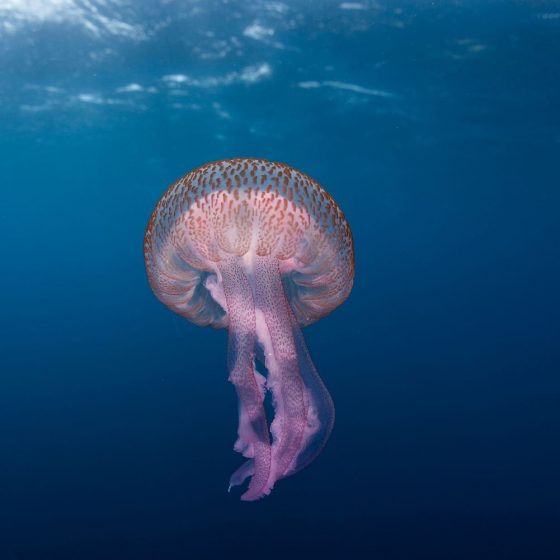 jellyfish in gozo