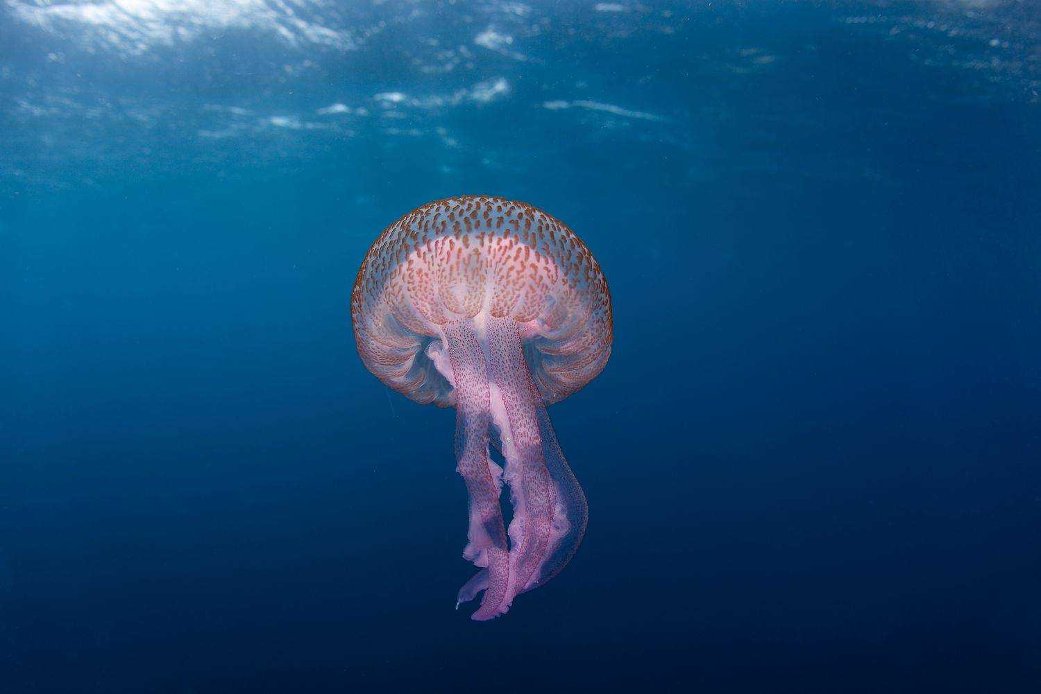 jellyfish in gozo