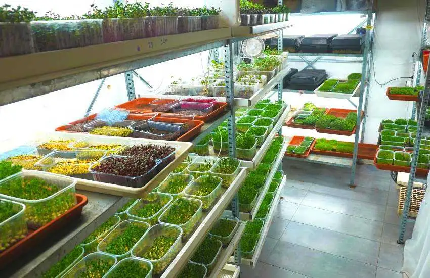 Gozo Microgreens