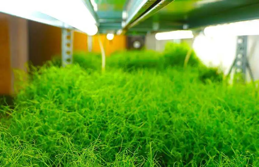 Gozo Microgreens