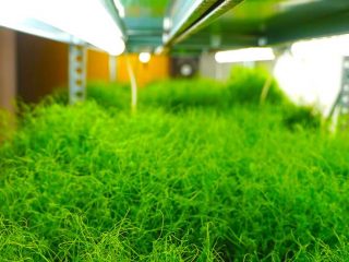 Gozo Microgreens 3 320x240