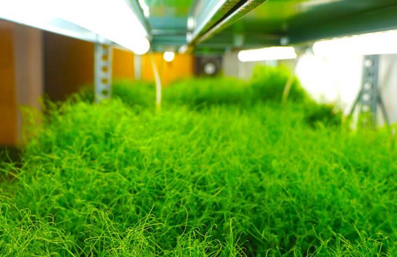 Gozo Microgreens 3 800x518