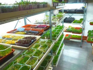 Gozo Microgreens 320x240