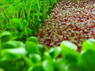 Gozo Microgreens 4 320x240