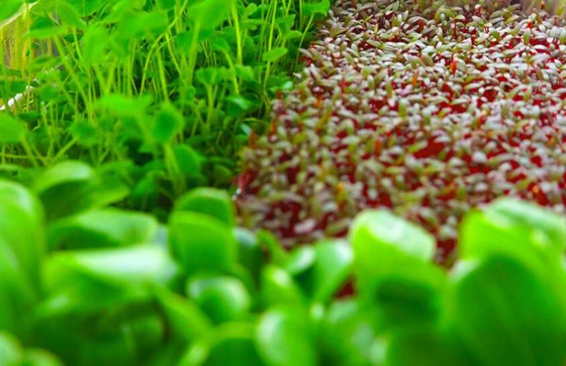 Gozo Microgreens 4 800x518