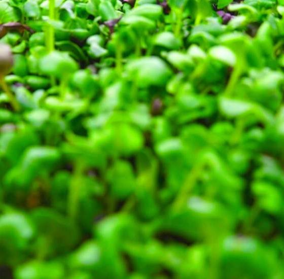 Gozo Microgreens