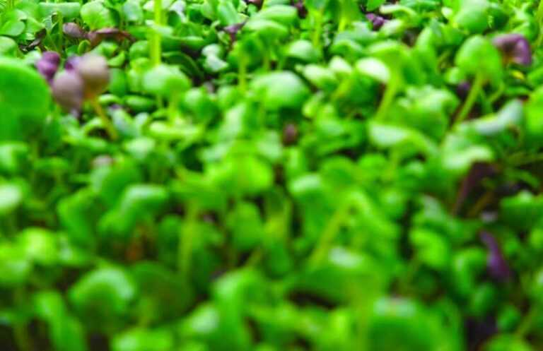 Gozo Microgreens 5 1