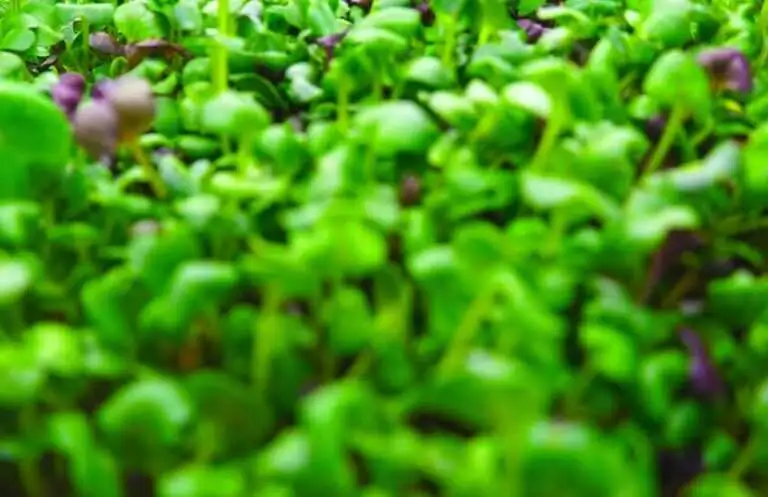 Gozo Microgreens 5 1