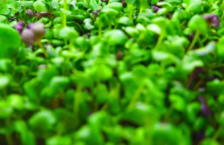 Gozo Microgreens