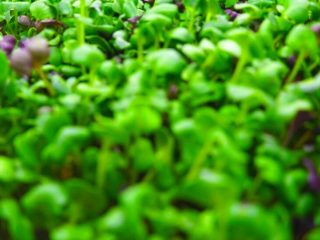 Gozo Microgreens 5 320x240