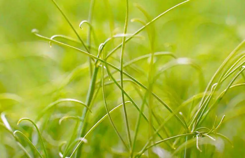 Gozo Microgreens