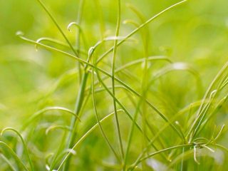 Gozo Microgreens 6 320x240