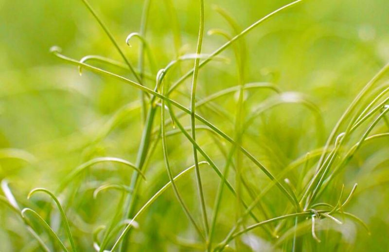 Gozo Microgreens 6 800x518