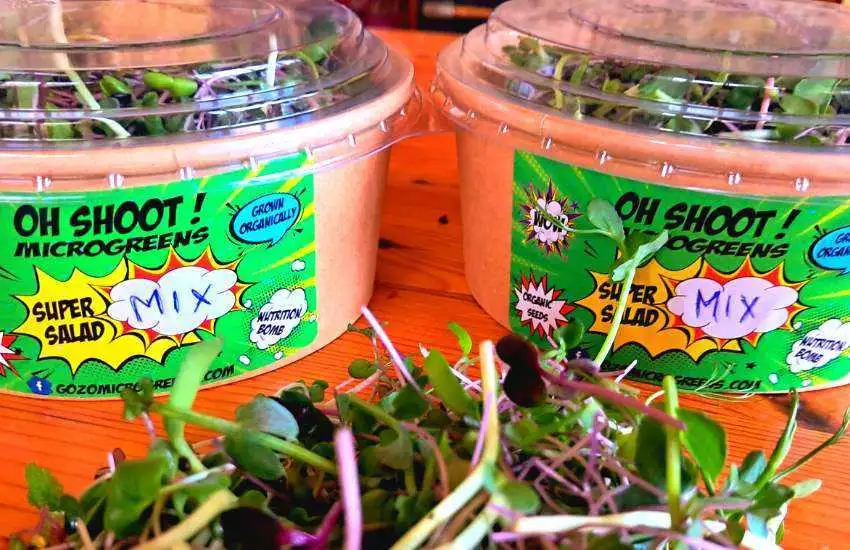 Gozo Microgreens 7
