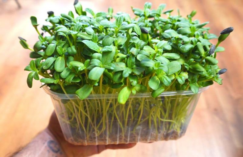 Gozo Microgreens