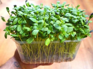 Gozo Microgreens 9 320x240