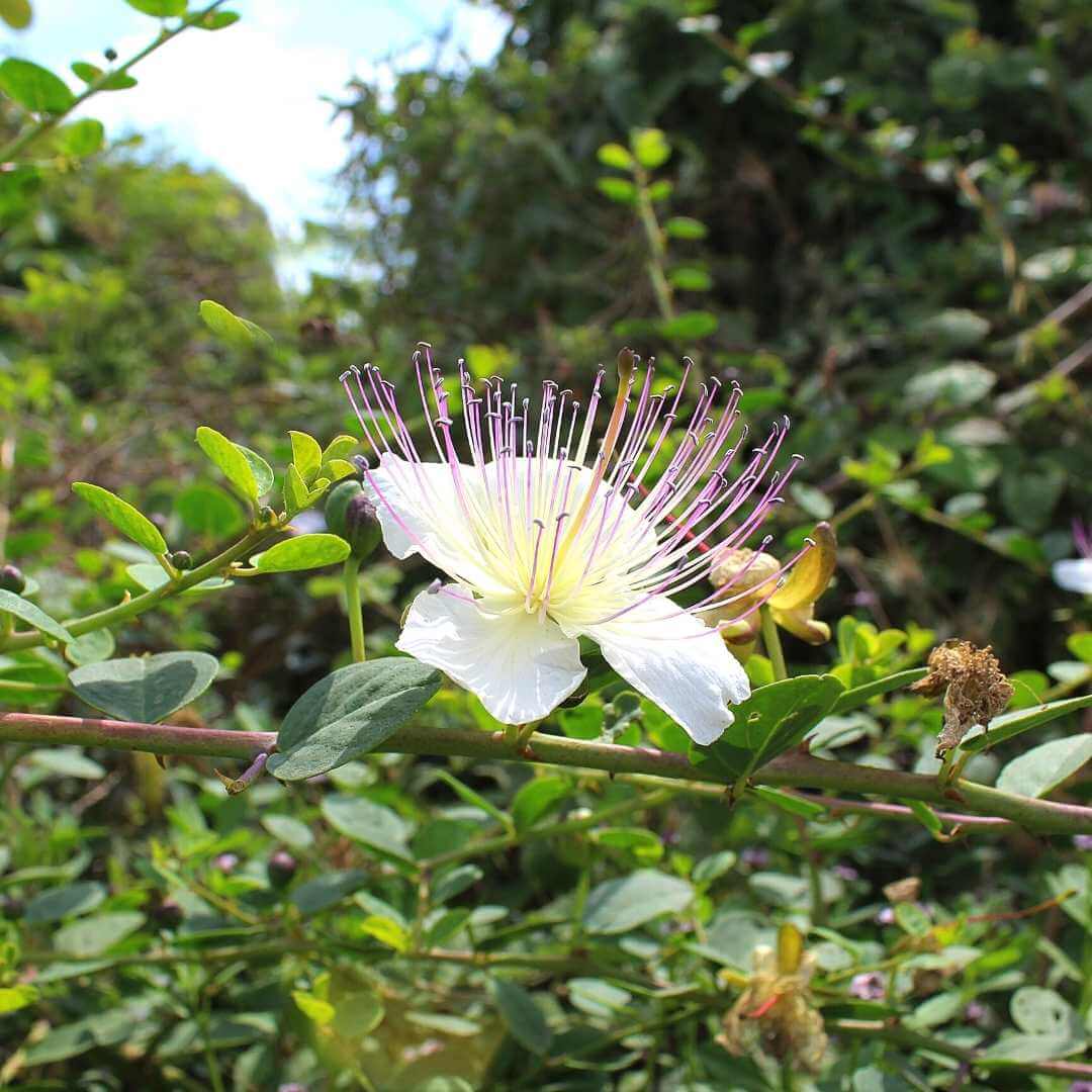 Healing plants on Gozo capers