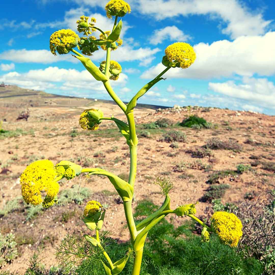 weeds for health on gozo