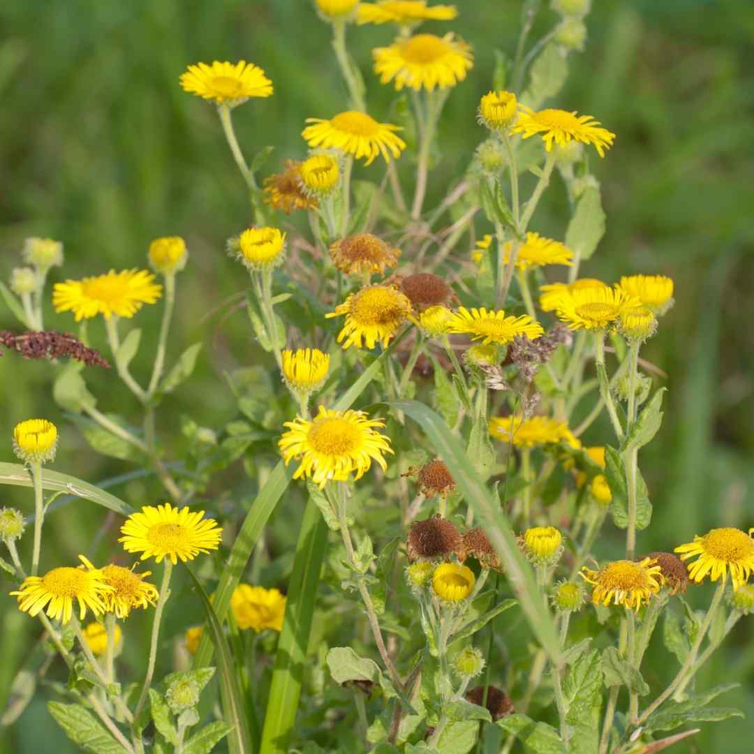 Weeds For Health Gozo