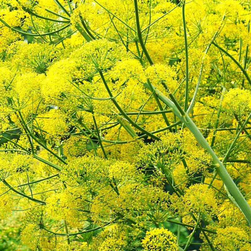 weeds for health on gozo
