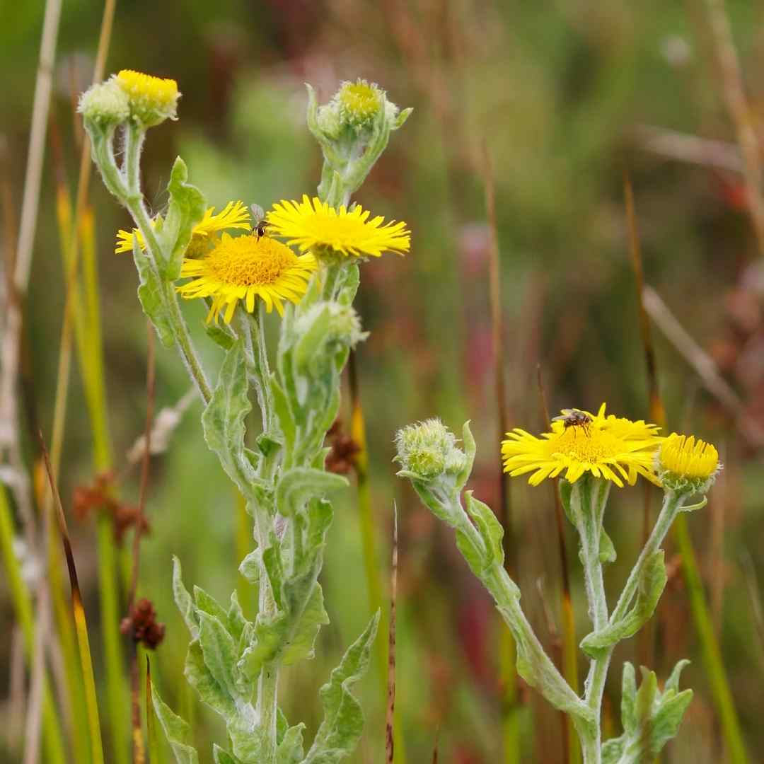 Weeds For Health Gozo