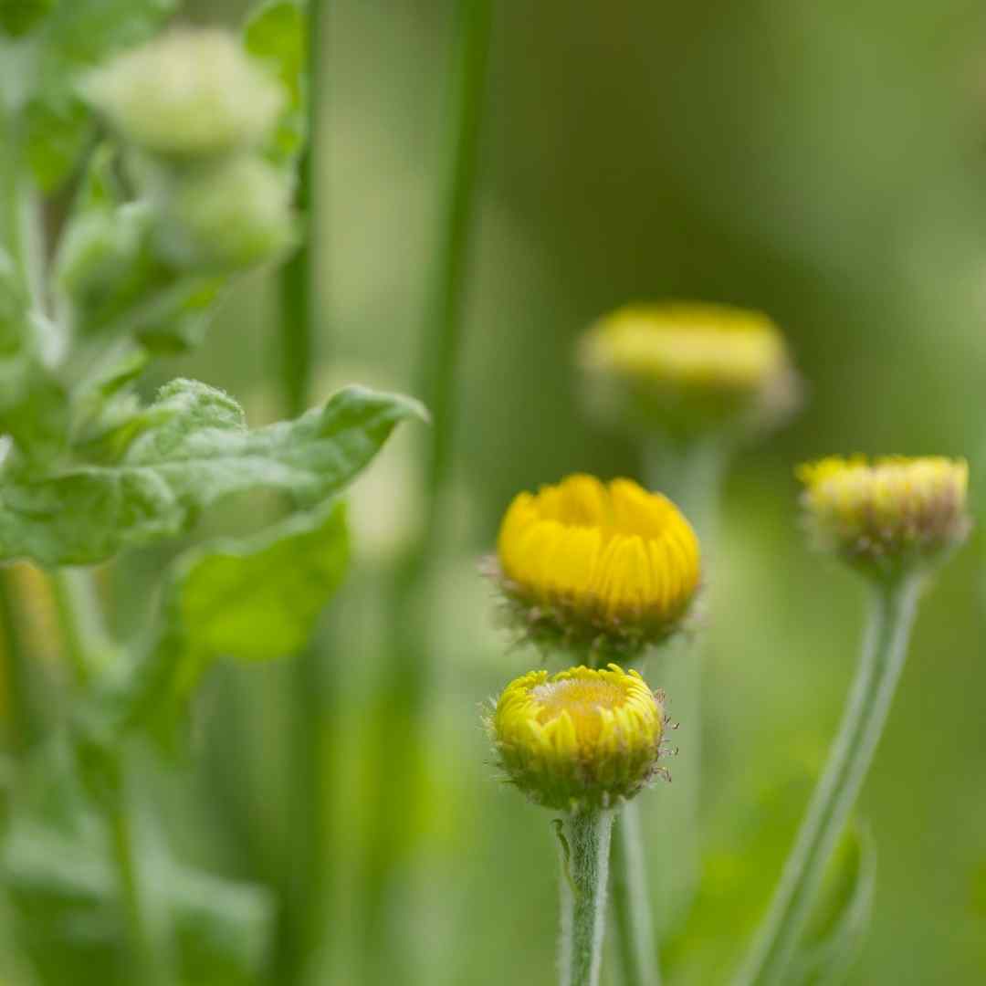 Weeds For Health Gozo
