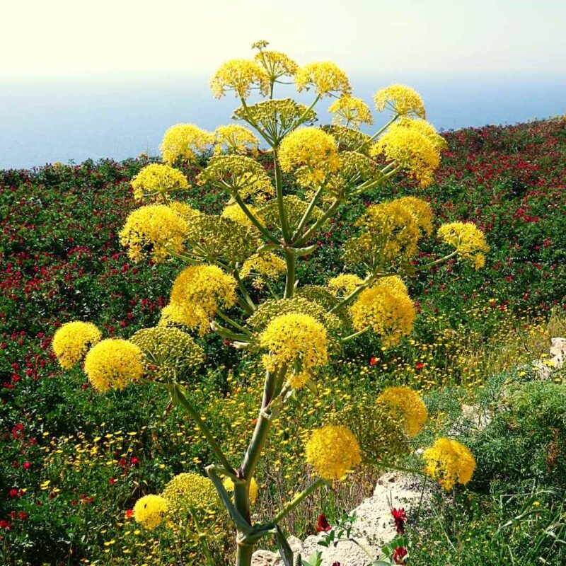 Foraging Giant Fennel Gozo In The House