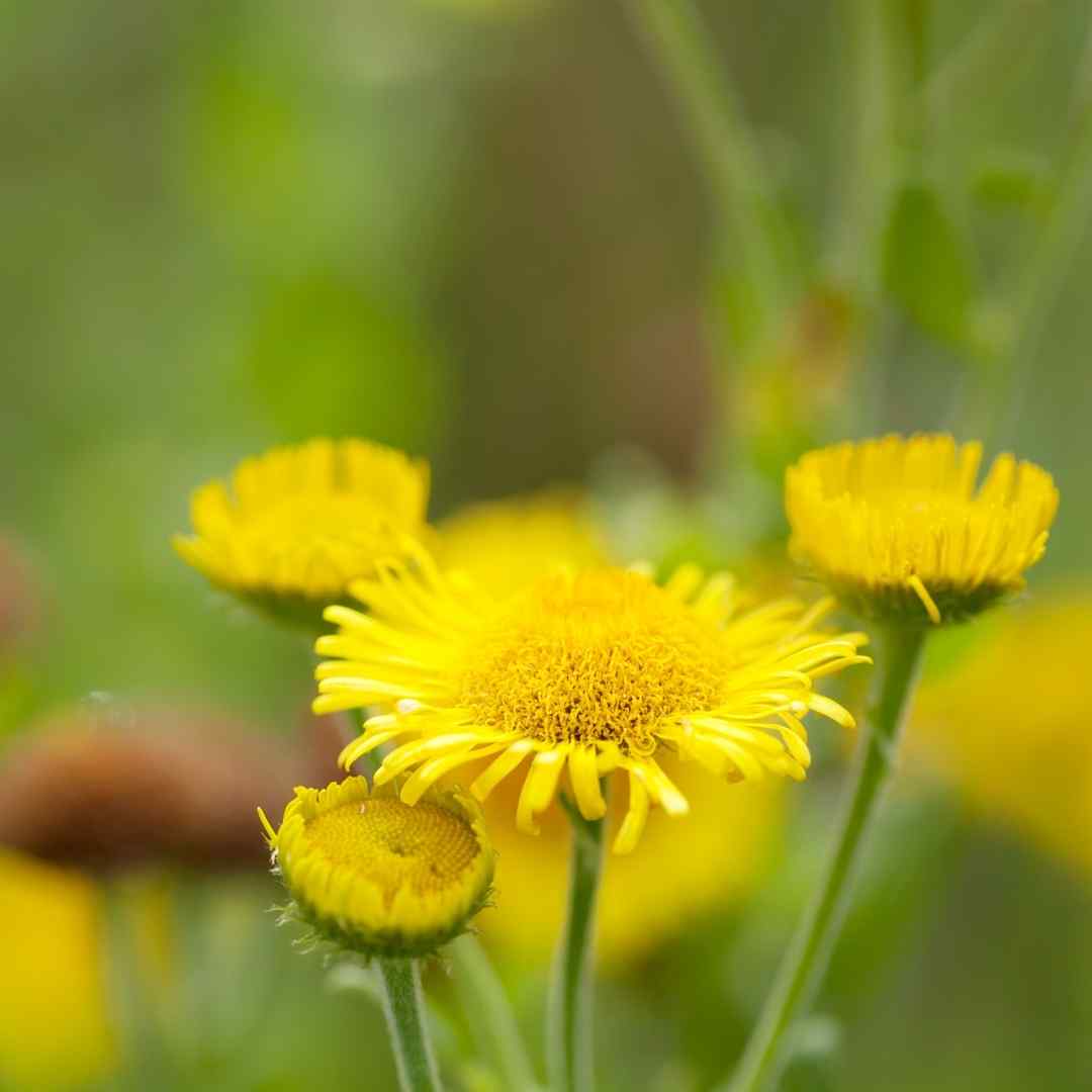 Foraging Gozo. Hairy Fleabane Gozo In The House