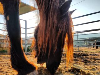 dreams of horses farm 320x240